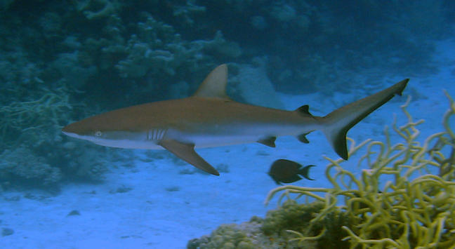 Reef Shark