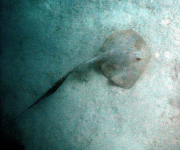 Ray