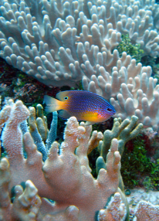 Damsel Fish