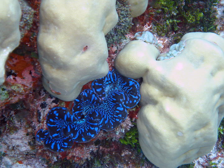 Maxima giant clam