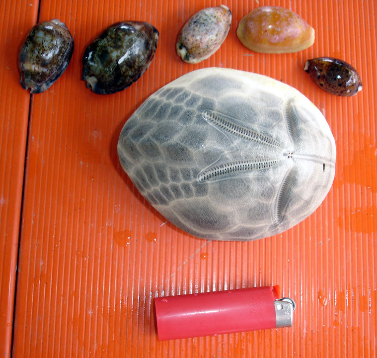 Largest sea biscuit I've ever found!