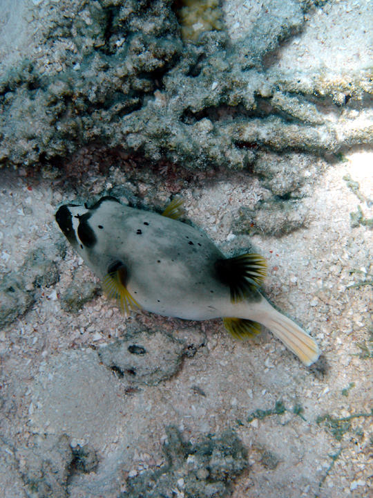 Boxfish