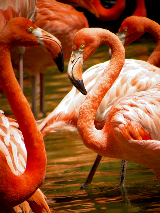 Carribean Flamingoes 12.jpg