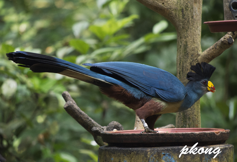 Great Blue Turaco 01.jpg