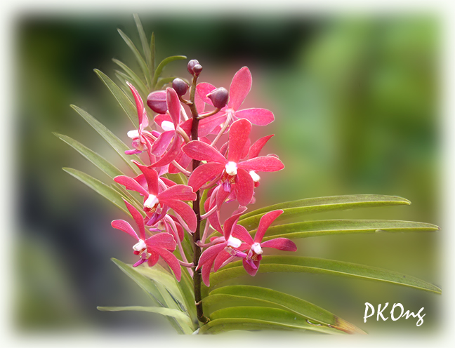 Red orchids1.jpg