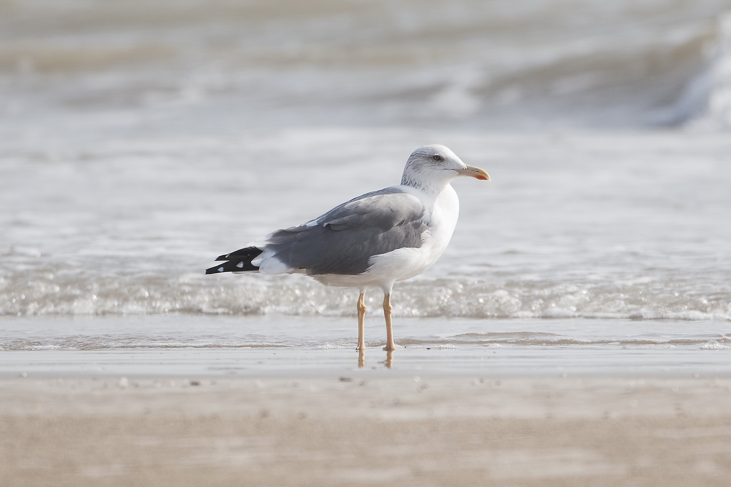 Heuglins Gull - Gujurat - India 6594b.jpg