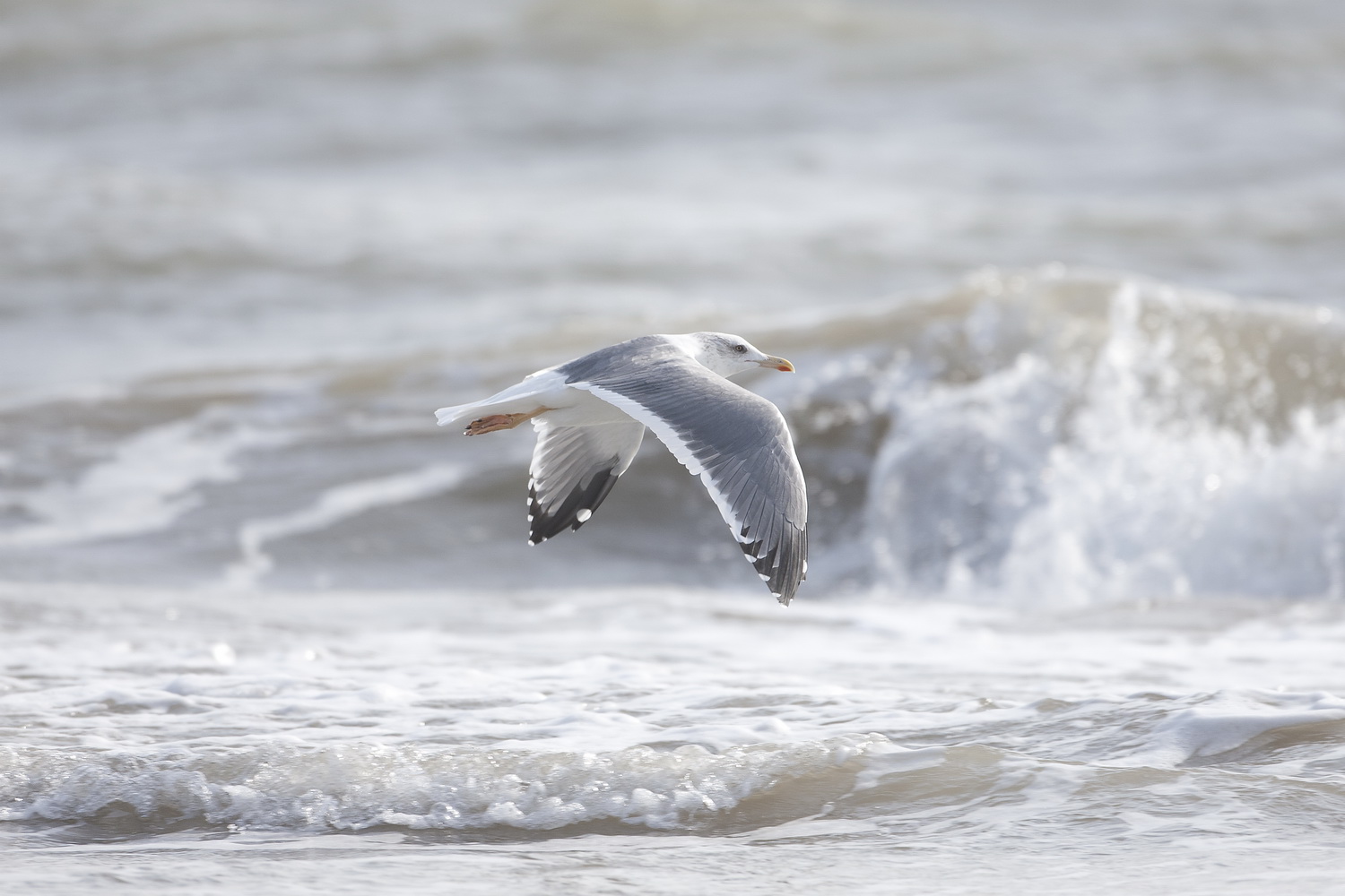 Heuglins Gull - Gujurat - India 6599b.jpg