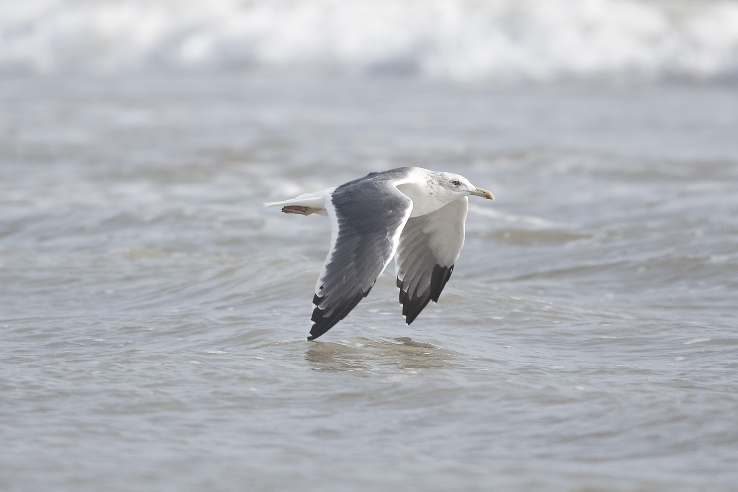 Heuglins Gull - Gujurat - India 6614b.jpg