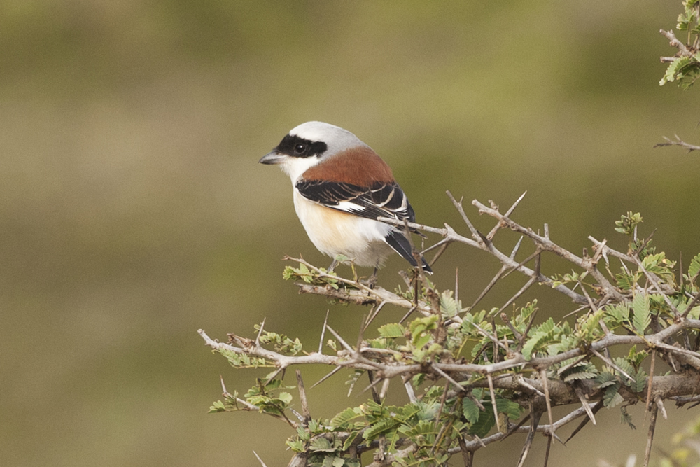 Bay-backed Shrike - Gujurat - India 6757b.jpg