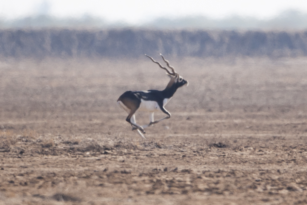 Black Buck - Gujurat - India 7023b.jpg