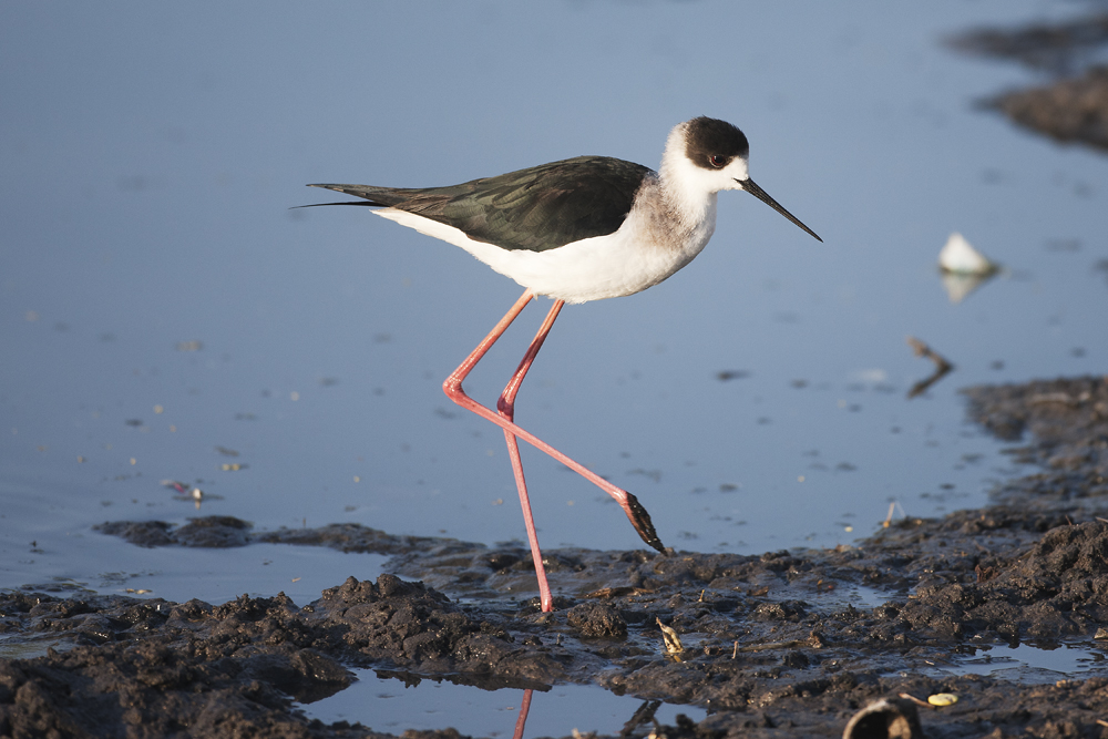 Black-winged Stilt - Gujurat - India 7087b.jpg