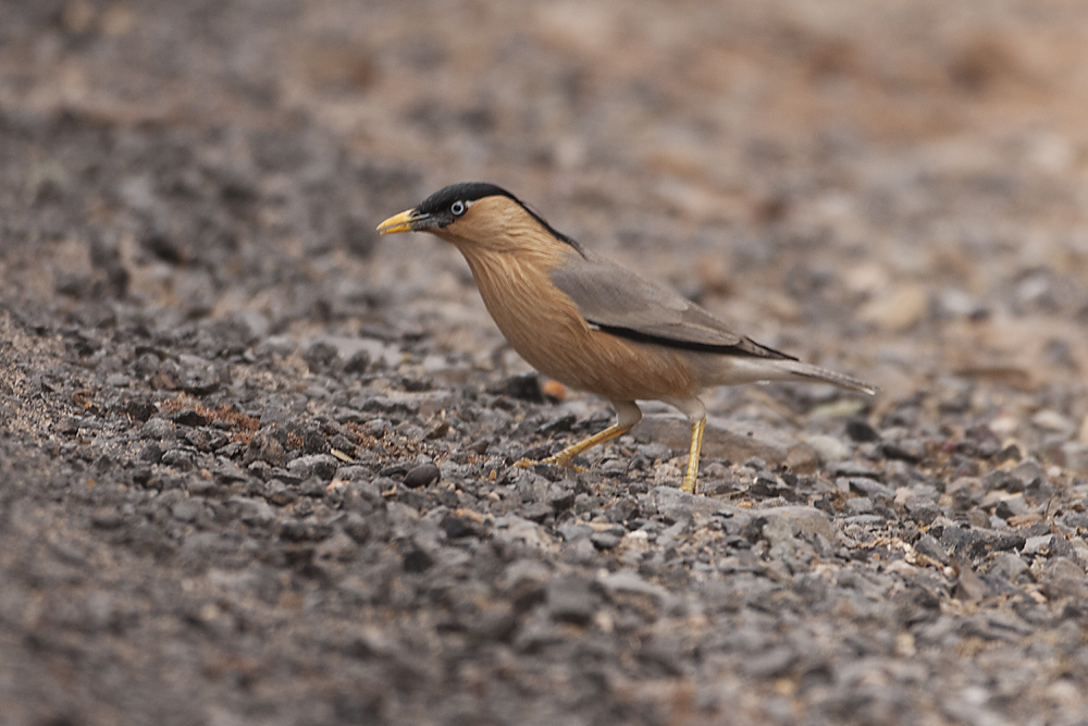 Brahminy Starling - Gujurat - India 6808b.jpg