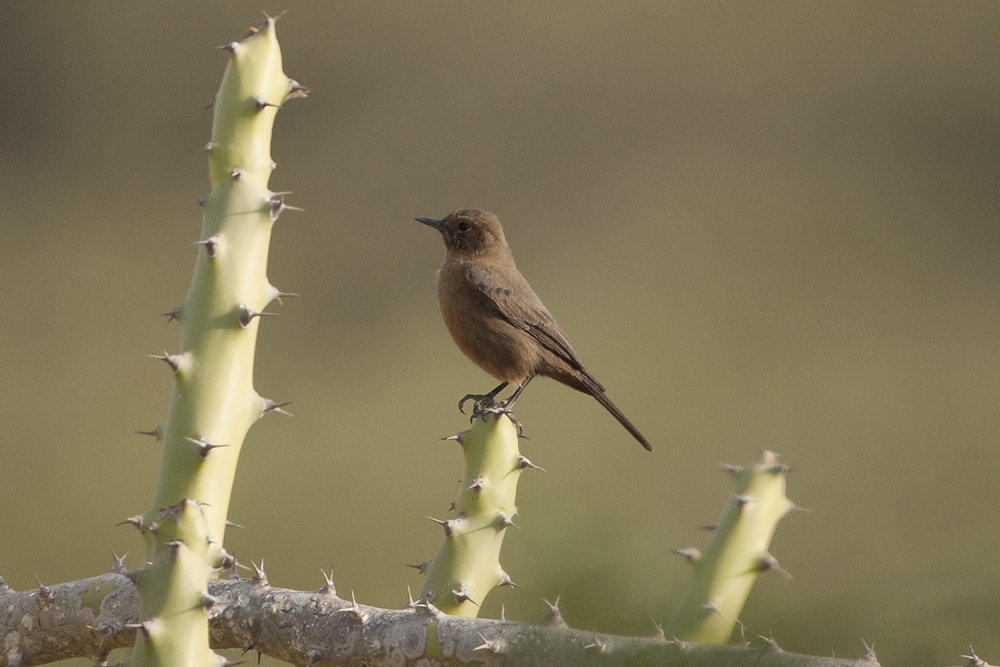 Brown Rock-chat  - Gujurat - India 6333b.jpg