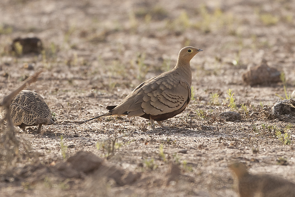 Chestnut-bellied Sandgrouse  - Gujurat - India 6327b.jpg