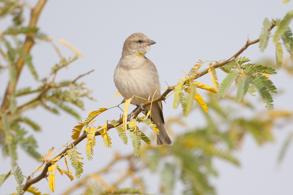 Chestnut-shouldered Petronia  - Gujurat - India 6110b.jpg