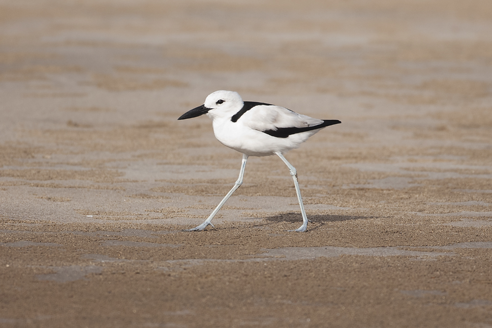 Crab Plover - Gujurat - India 6648b.jpg