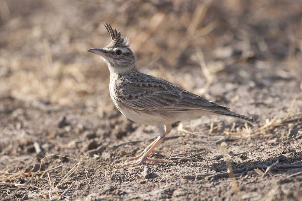 Crested Lark - Gujurat - India 6977b.jpg