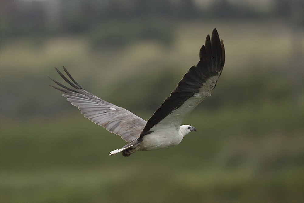 White-breasted Sea Eagle_7750.jpg