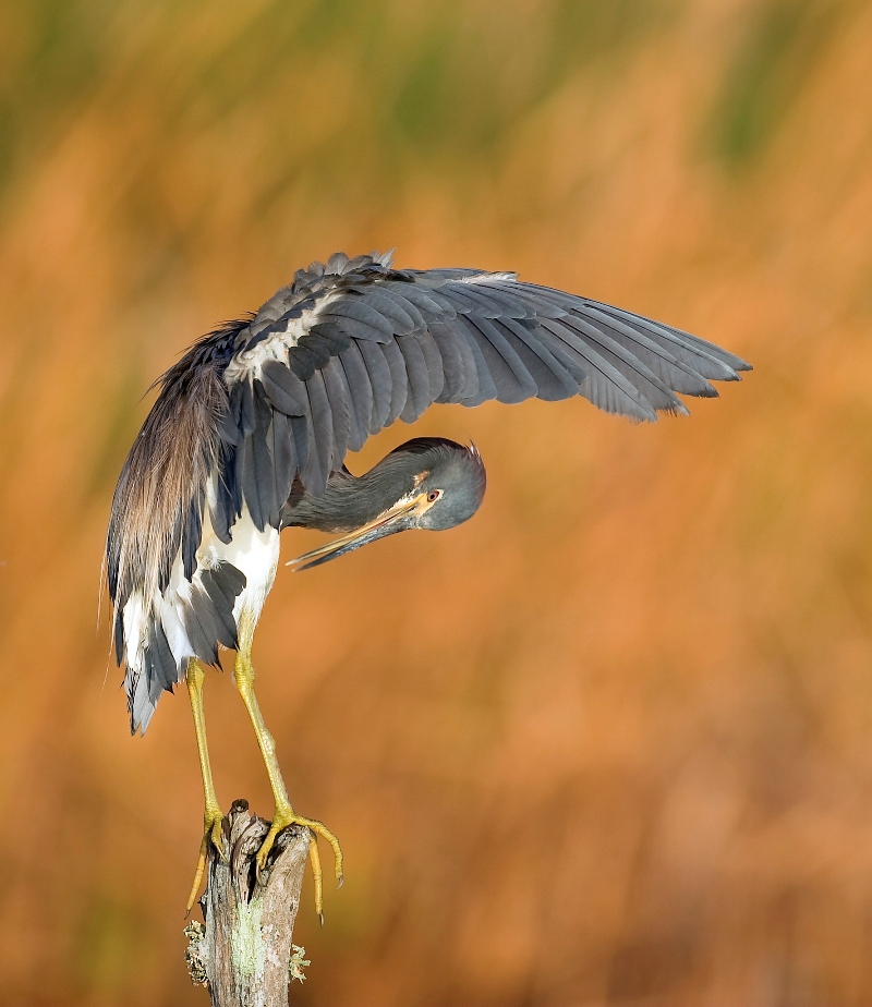 Tricolored Heron (Aransas Bay)