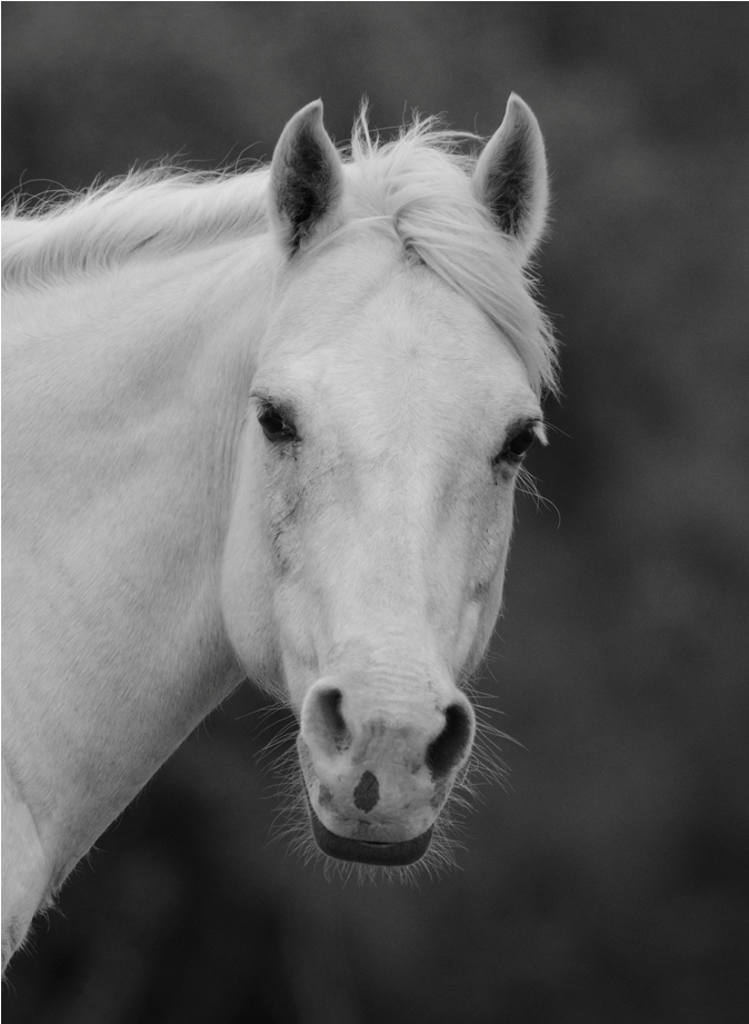 White Horse