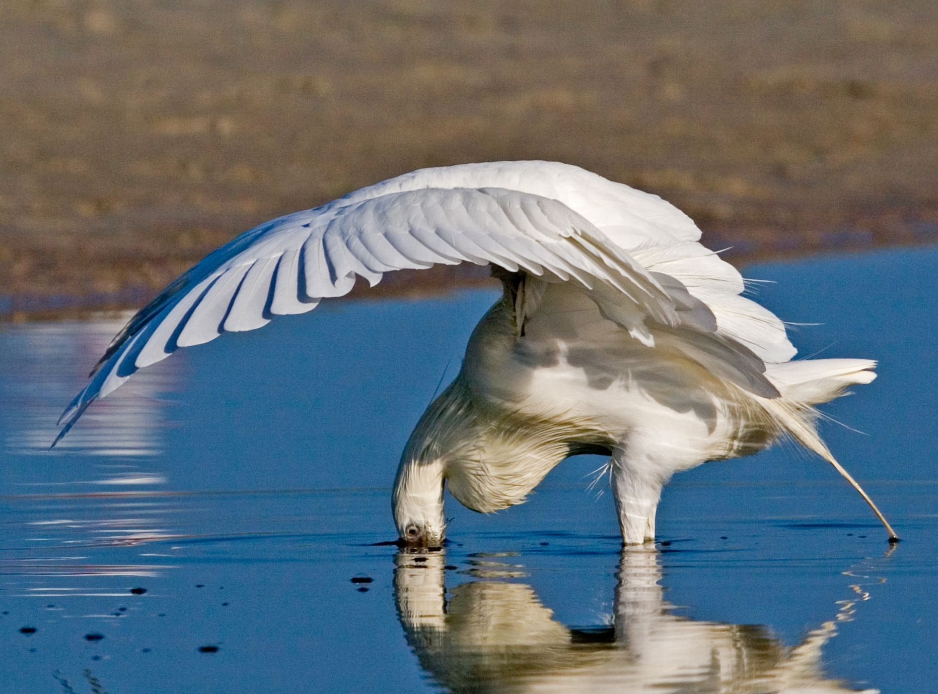 The Canopy Strike (Reddish Egret White Morph)