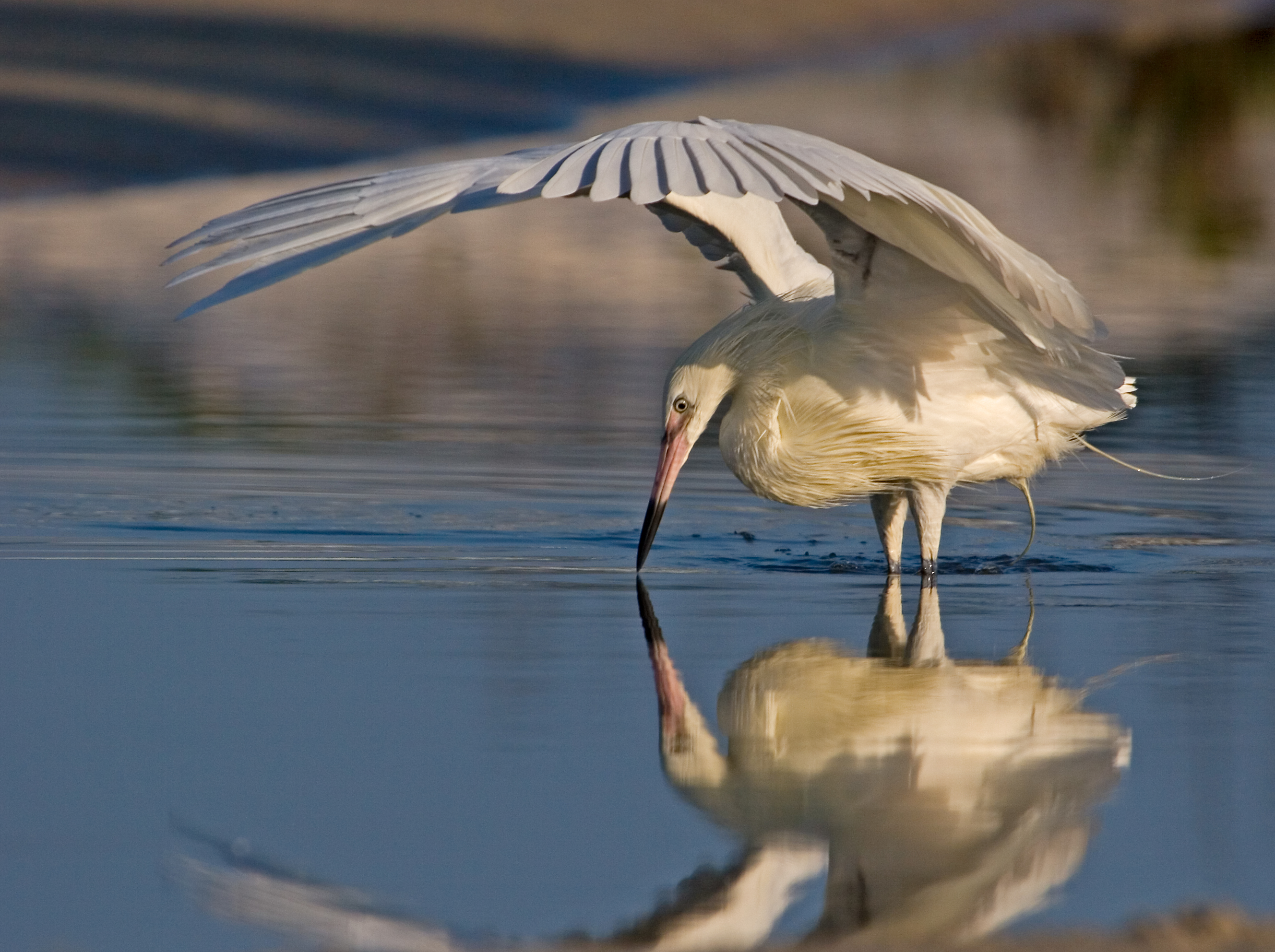 White Morph - Nose to Nose