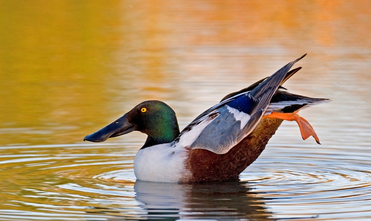 Northern Shoveler Ballerina