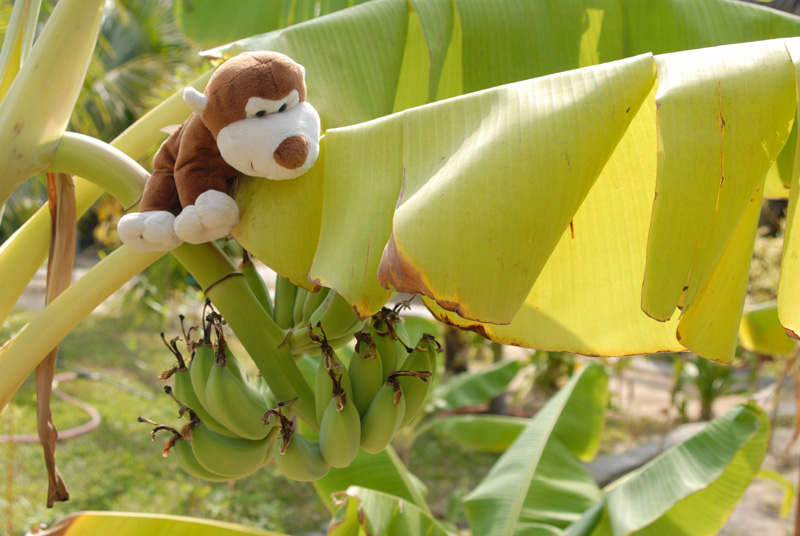 Monkey with bananas