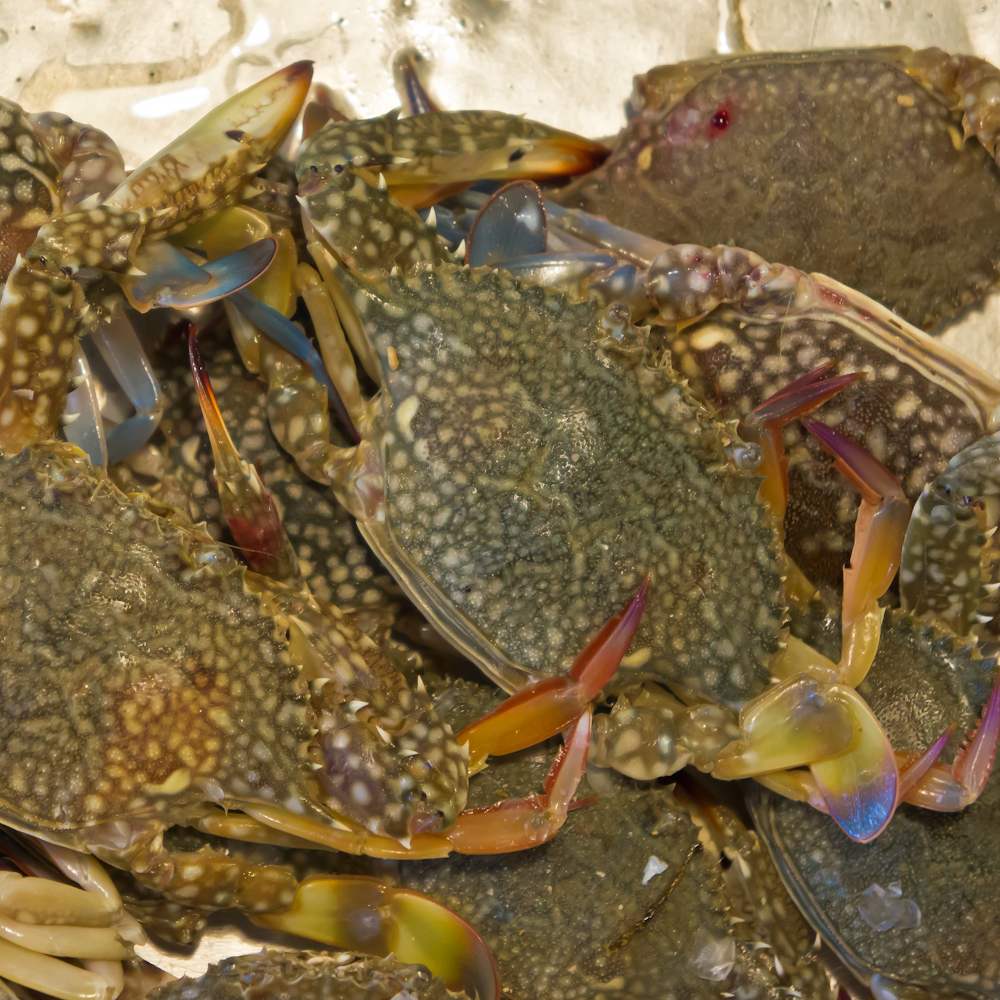 Crabs, Pattaya, Thailand