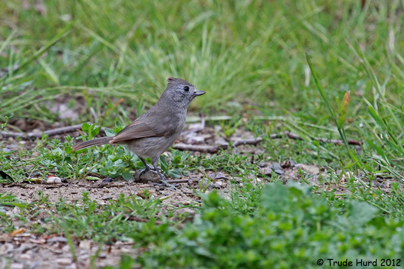 Oak Titmouse