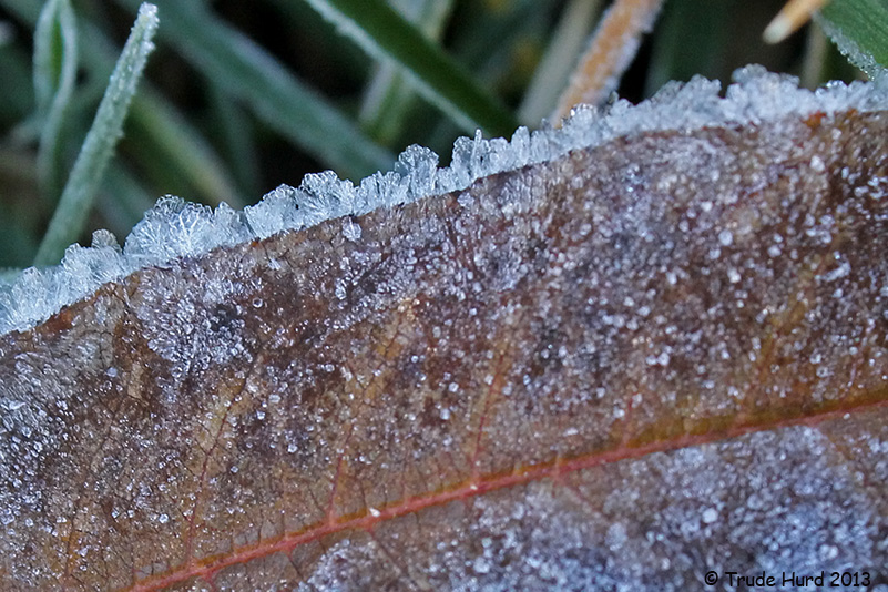 Frost on peach tree leaves