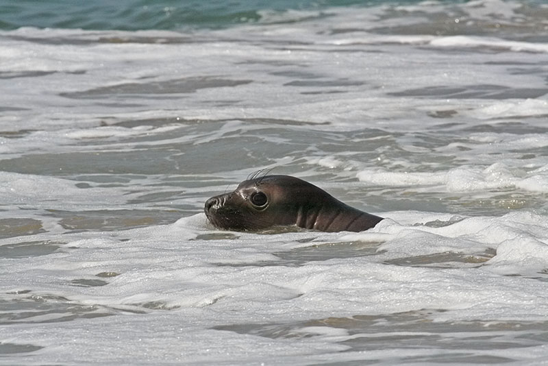 Elephant Seal released.jpg