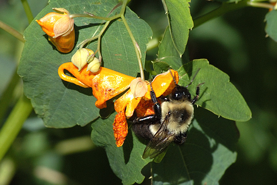 Bumblebee on Spotted Touch-Me-Not