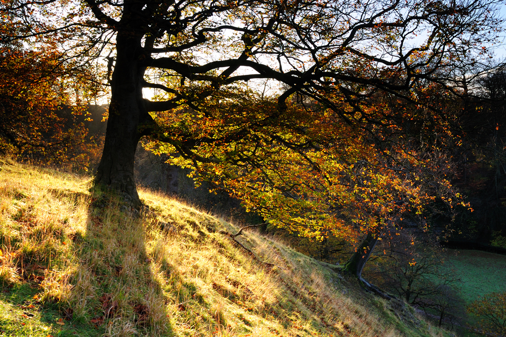 Autumnal Studley Royal  09_DSC_7891