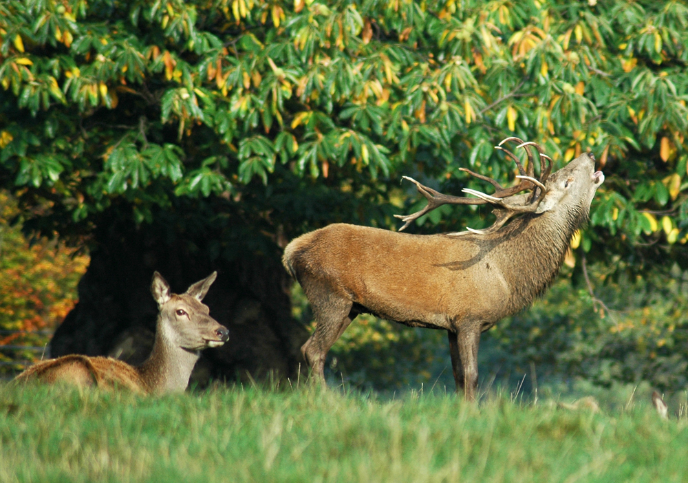 Studley Deer  DSC_4622