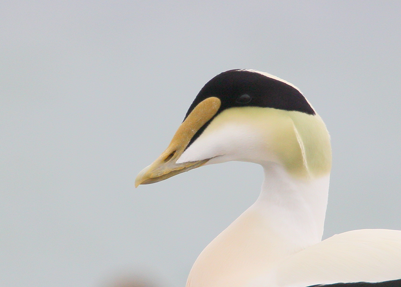 Common Eider, adult male