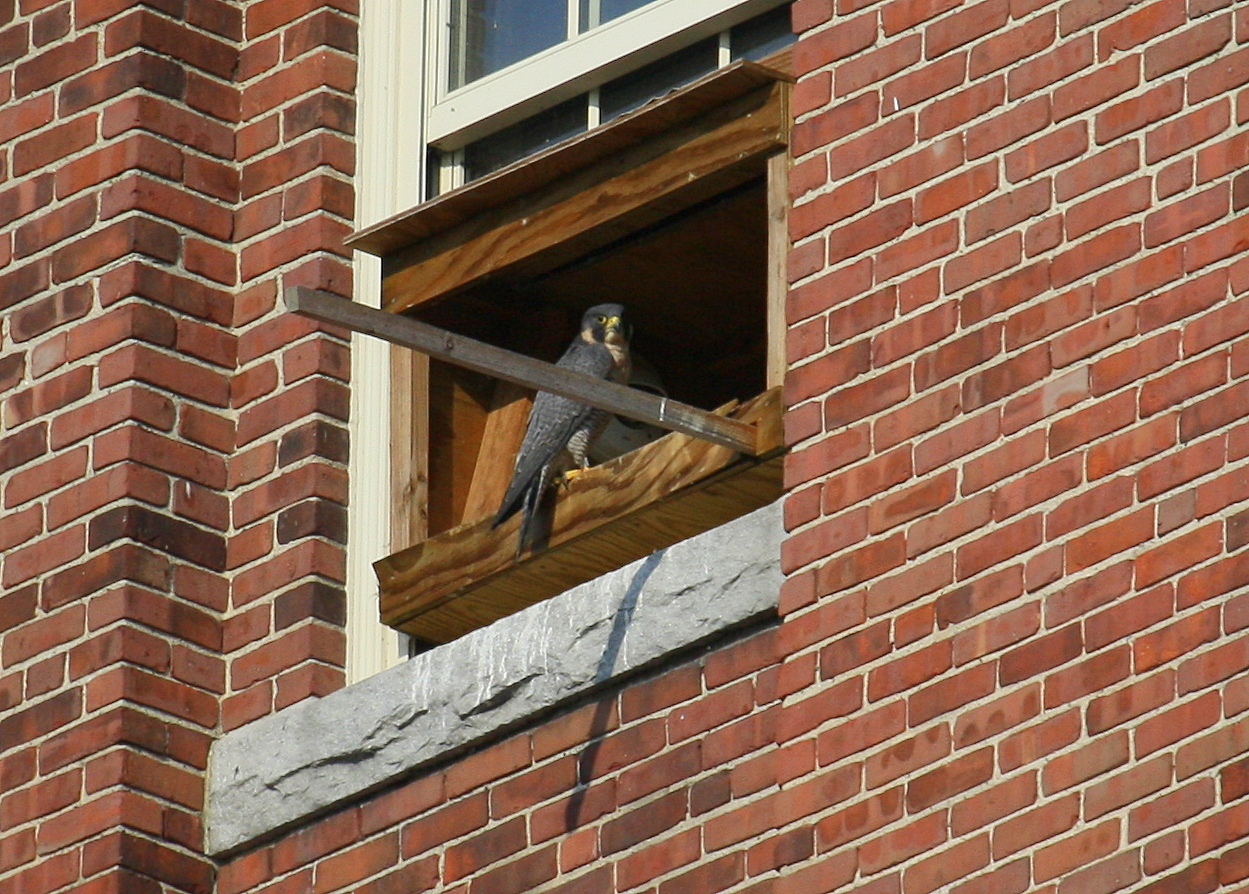Peregrine on front edge of nest box; looking southwest