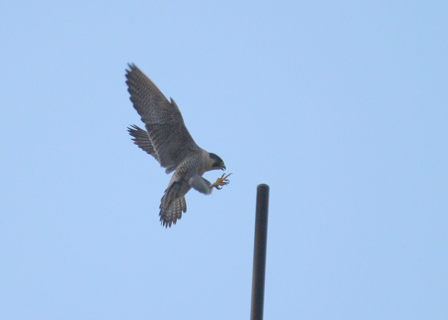 Peregrine landing on short antenna; south side of rooftop