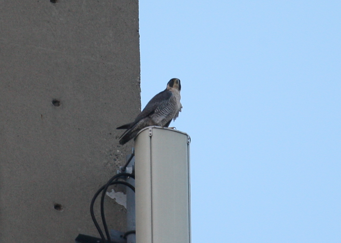 Peregrine perched