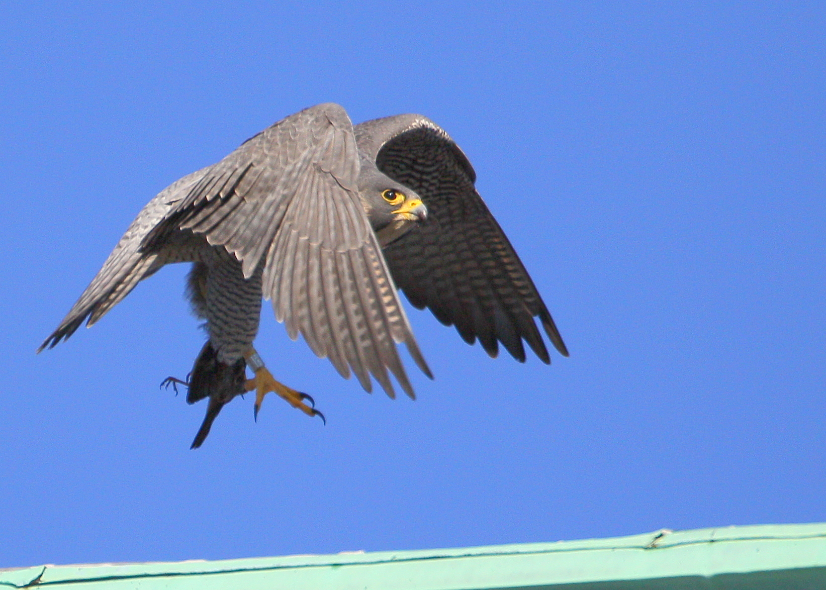 Peregrine: with prey