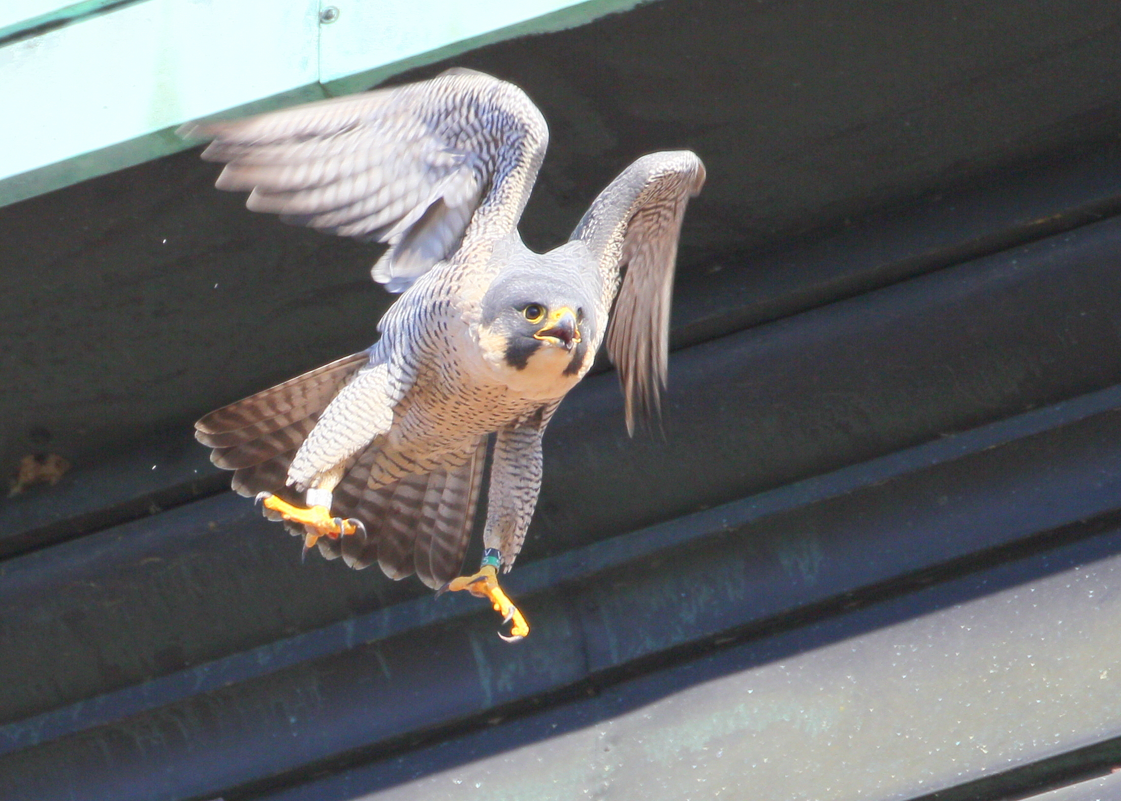 Peregrine: departing lift beam (see leg bands)