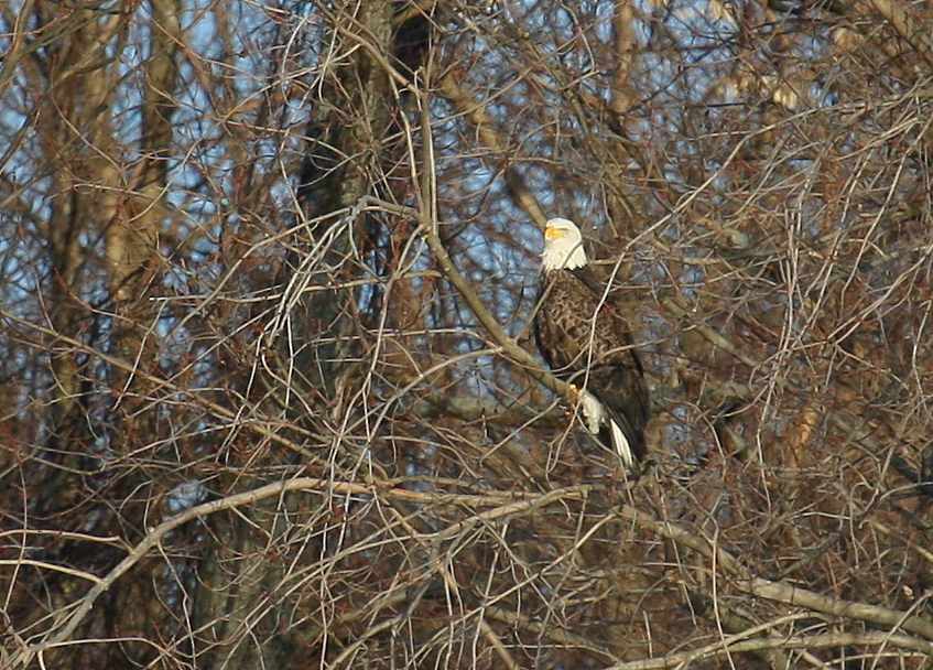 Bald Eagle, adult