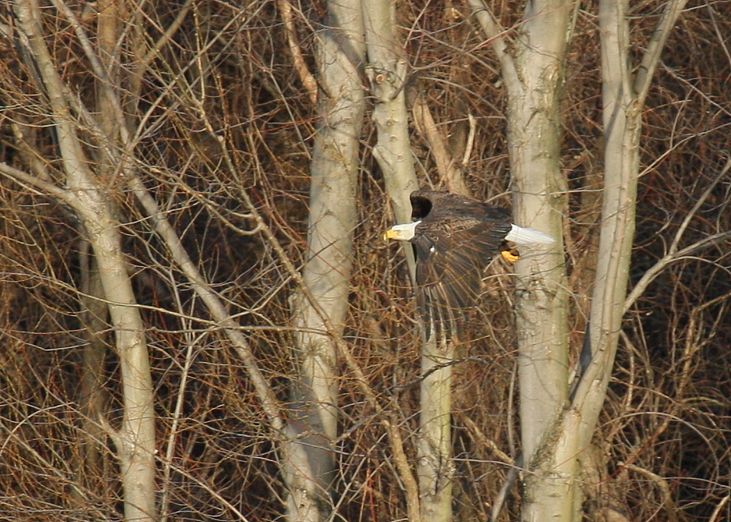 Bald Eagle, adult