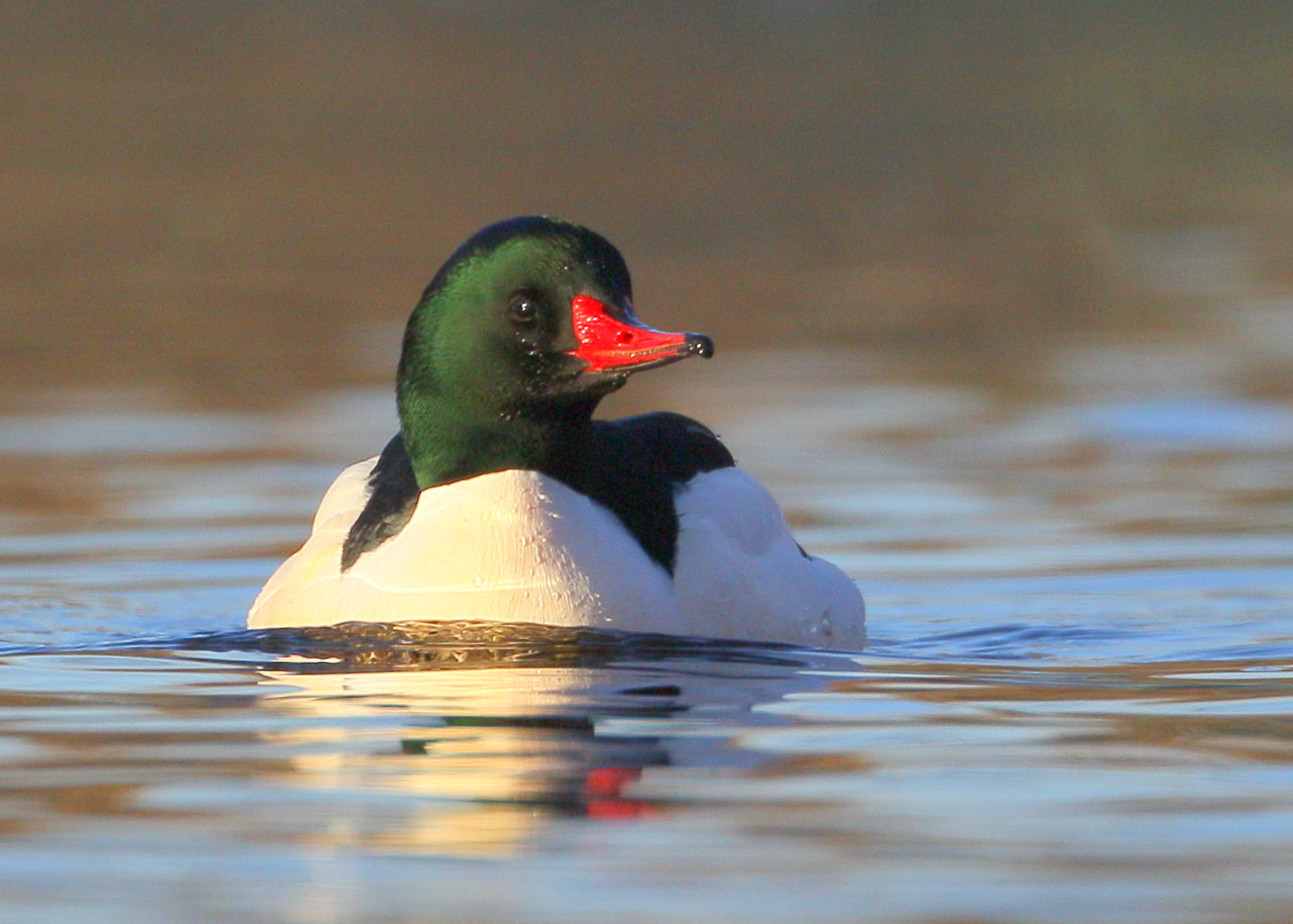 Common Merganser, male