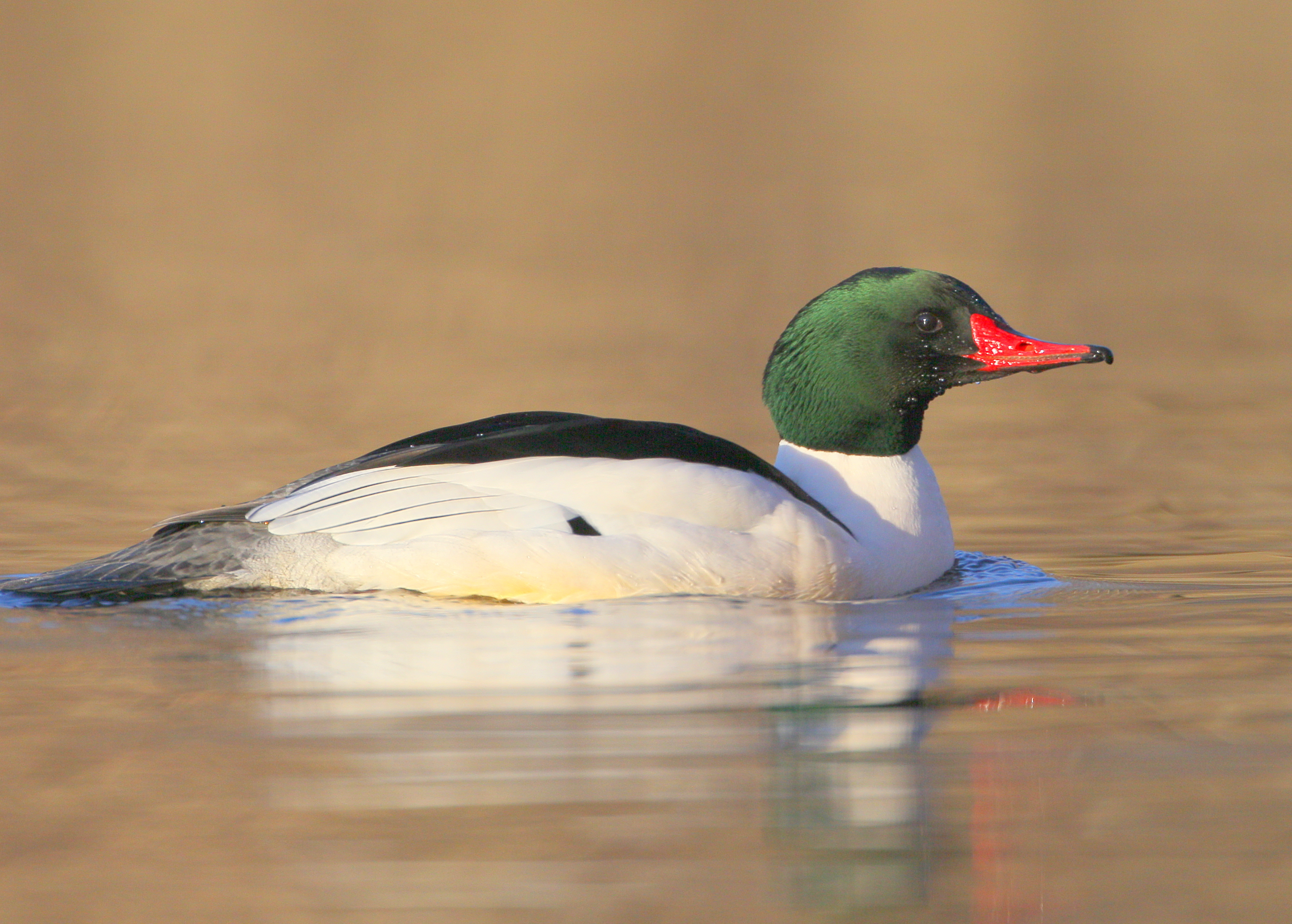 Common Merganser, male