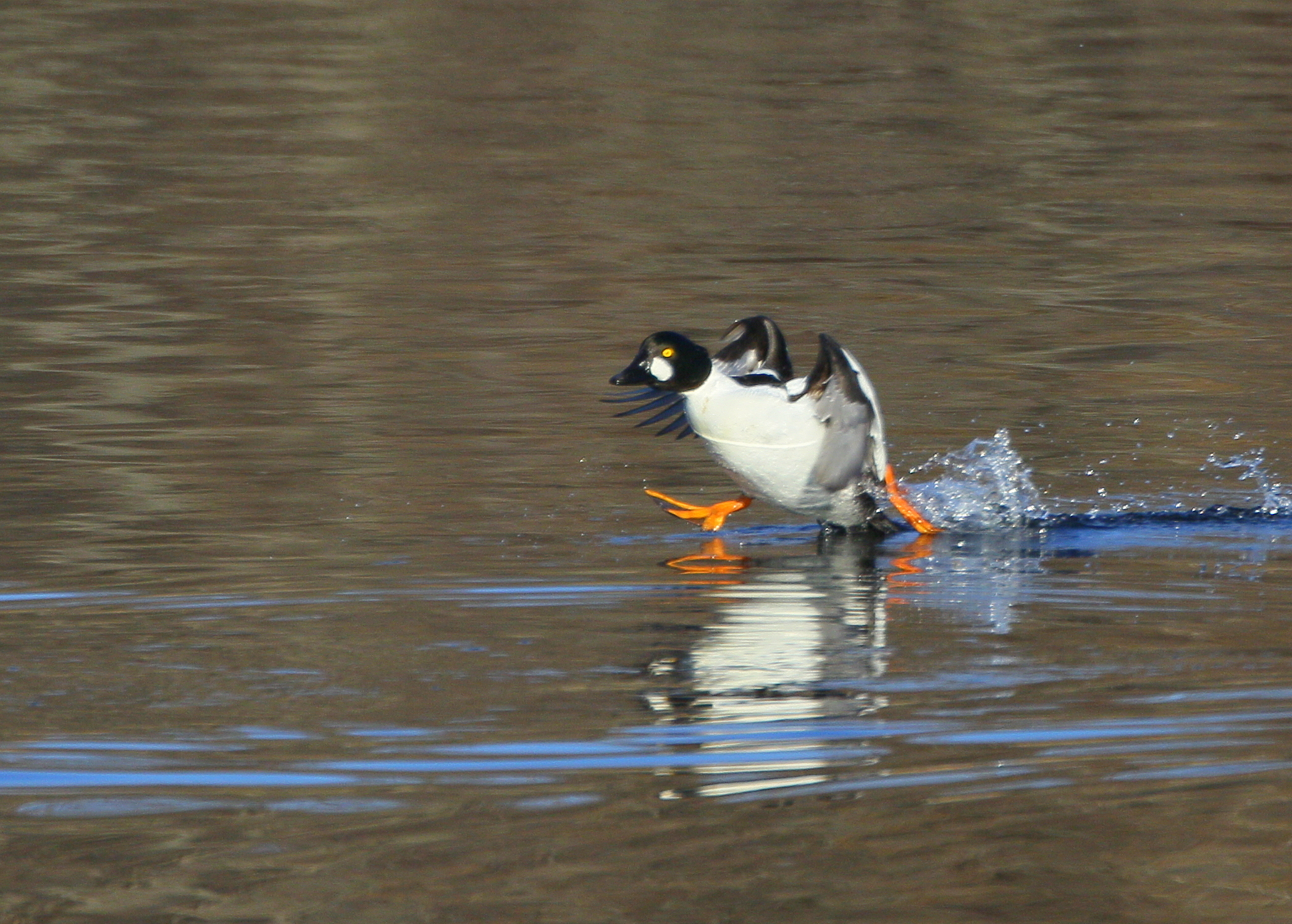 Common Goldeneye, male