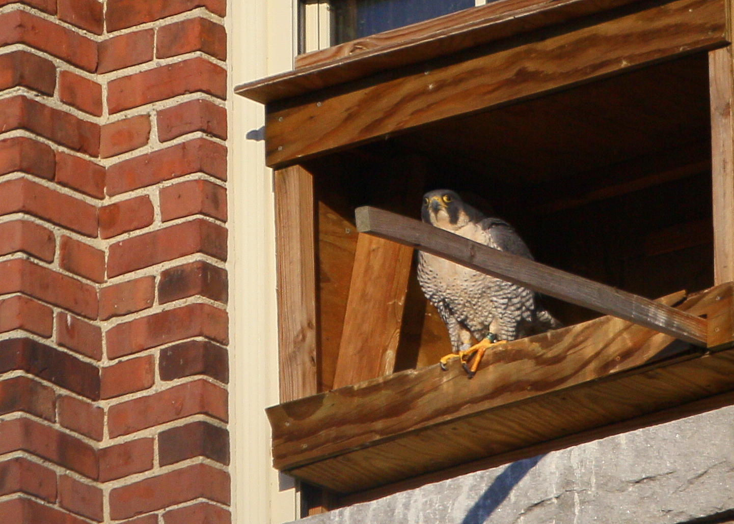 Peregrine: in nesting box