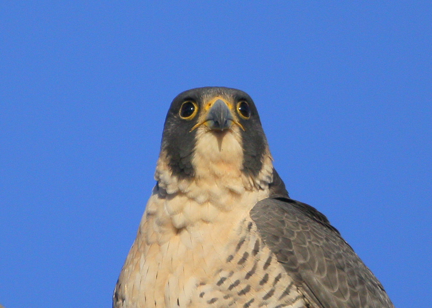 Peregrine: head and shoulder