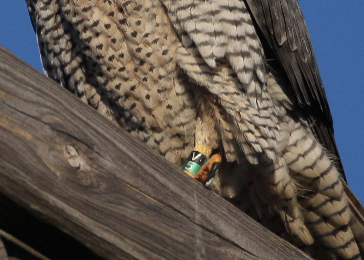 Peregrine: close up of leg bands V5