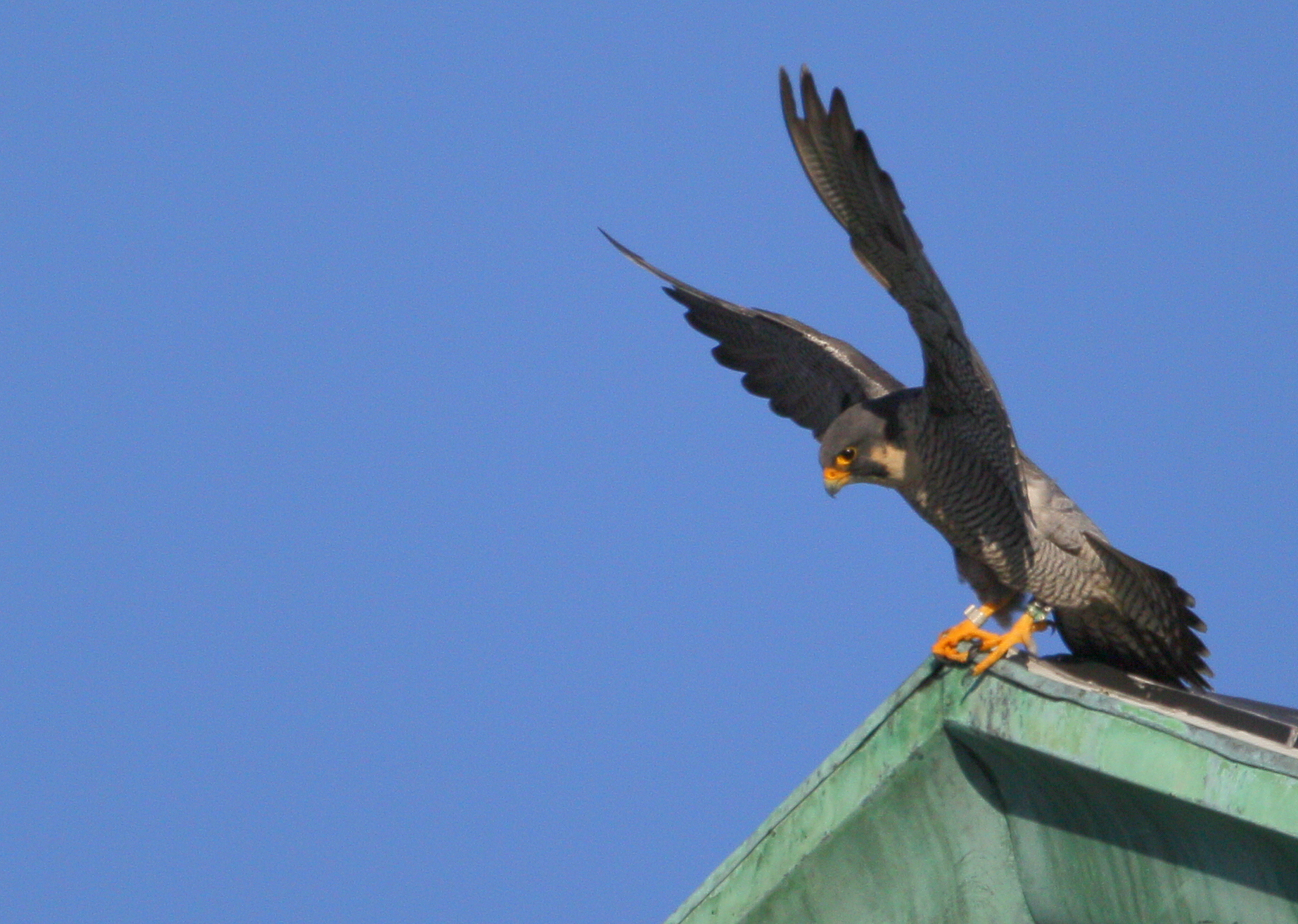 Peregrine: shifting position